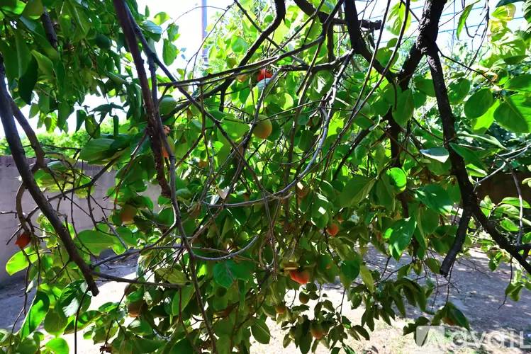 Property Image 54