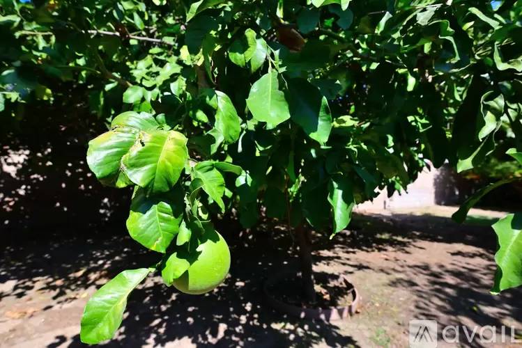 Property Image 75