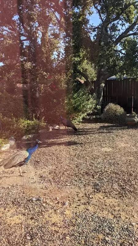 Property Image 63