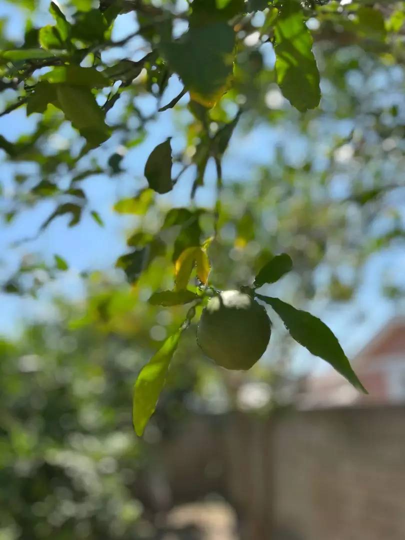 Property Image 33