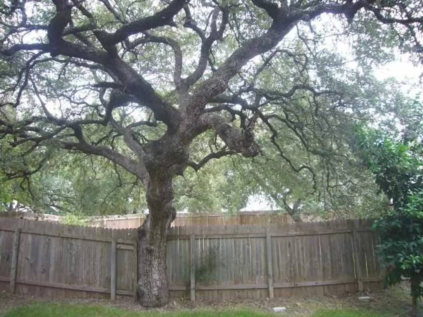 Property Image 15