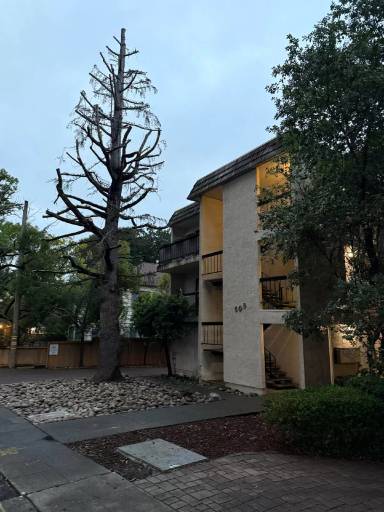 Main picture of 508 El Camino Real