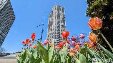 Main picture of The Chicago 77