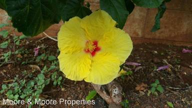 Main picture of 87-221 Ohiohi Pl