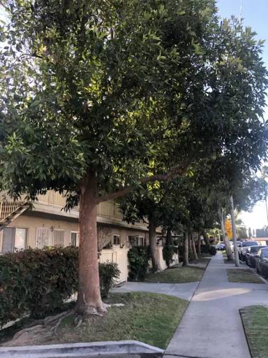 Main picture of 518 N Anna Dr